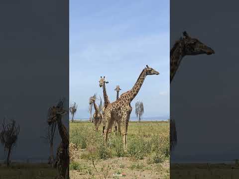 Kenya 4K -