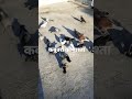 कबूतरों को नाश्ता |Kabutaron ko nashta #shortvideoyoutube #shortvideo #pigeon #petshorts #shorts