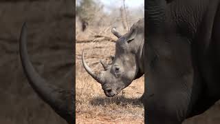World Rhino Day | 30 Seconds of Calm 🦏
#worldrhinoday #rhinoconservation #30secondsofcalm
https://www.youtube.com/c/BWoodPhotography
https://www.bwoodphotography.com
To license footage please contact me at: becca@bwoodphotography.com
World Rhino Day | 30 Seconds of Calm #shorts
Take 30 seconds to pause, breathe, and honor one of Earth’s most incredible creatures — the rhino.
Filmed in nature’s quiet moments, this short is a reminder of the beauty we protect when we care for God’s creation.
Let this be your mini moment of calm — and a call to cherish and protect these gentle giants for generations to come. 💛
world rhino day, rhino conservation, rhino awareness, save the rhinos, nature short video, 30 seconds of calm, wildlife conservation, endangered species awareness, peaceful nature video, rhino grazing, rhino close up, rhino documentary short, nature inspiration, Christian nature channel, God’s creation, quiet moments in nature, relaxing wildlife video, mindfulness nature video, animal protection, rhino facts
🎵 Music in this video 🎵:
https://artlist.io/Becca-1378936
ALL IMAGES IN THIS VIDEO ARE COPYRIGHTED, ©Becca Wood - B. Wood Photography. No part of this video shall be downloaded, altered or reproduced in any way or by any means without the formal written permission of B. Wood Photography. All Rights Reserved
🎞️ My Gear:
Cameras 📷:
Canon 1 DX Mark III camera
Canon 1 DX
Canon 5d Mark II
GoPro 9 Black
GoPro 7 Silver
DJI Mavic Air 2
Lenses:
Canon EF 400mm f/2.8L IS II USM Lens
Canon EF 600mm f/4L IS III USM Lens
Canon EF 100-400mm f/4.5-5.6L IS II USM Lens
Canon EF 70-200mm f/2.8L IS II USM Lens
Canon EF 100mm f/2.8L Macro IS Usm Lens
Canon 1.4x Extender
Canon 2.0x III Extender
Gitzo carbon fiber tripod
Manfrotto tripod
Manfrotto monopod
Joby Gorilla Pod
Website: https://www.bwoodphotography.com
Celebrating Life Magazine: https://www.bwoodphotography.com/Products/Magazine
Social Media:
Facebook: @BWoodPhotos
Instagram: @bwoodphotography
God is in the details. Ludwig Mies van der Rohe World Rhino Day | 30 Seconds of Calm 🦏