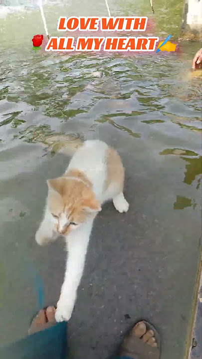 🔴CINTA SEPENUH HATI💓 #kucinglucu #kucingimut #funnycat #cutecat #animallovers