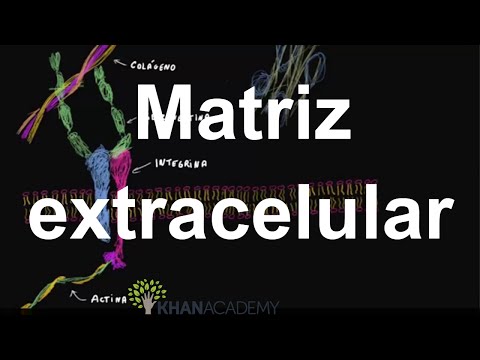 Vídeo: Qual é a matriz extracelular do sangue?