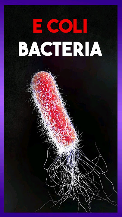 Escherichia Coli Bacteria 🦠