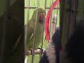 Mitthu family vlog mitthu voice #birds #talkingparot #mitthu #parrot #nonstoptalkingparrot #parrot