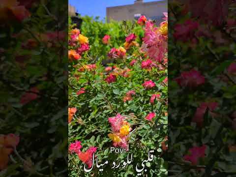 شو نسبة حبكم للورد ورد وردجوري حب       