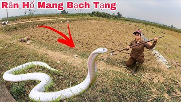 Cuộc Gọi Khẩn Cấp Của Cô Gái Trẻ Phát Hiện 1 Con Rắn Hổ Mang Chúa Ngoài Cánh Đồng