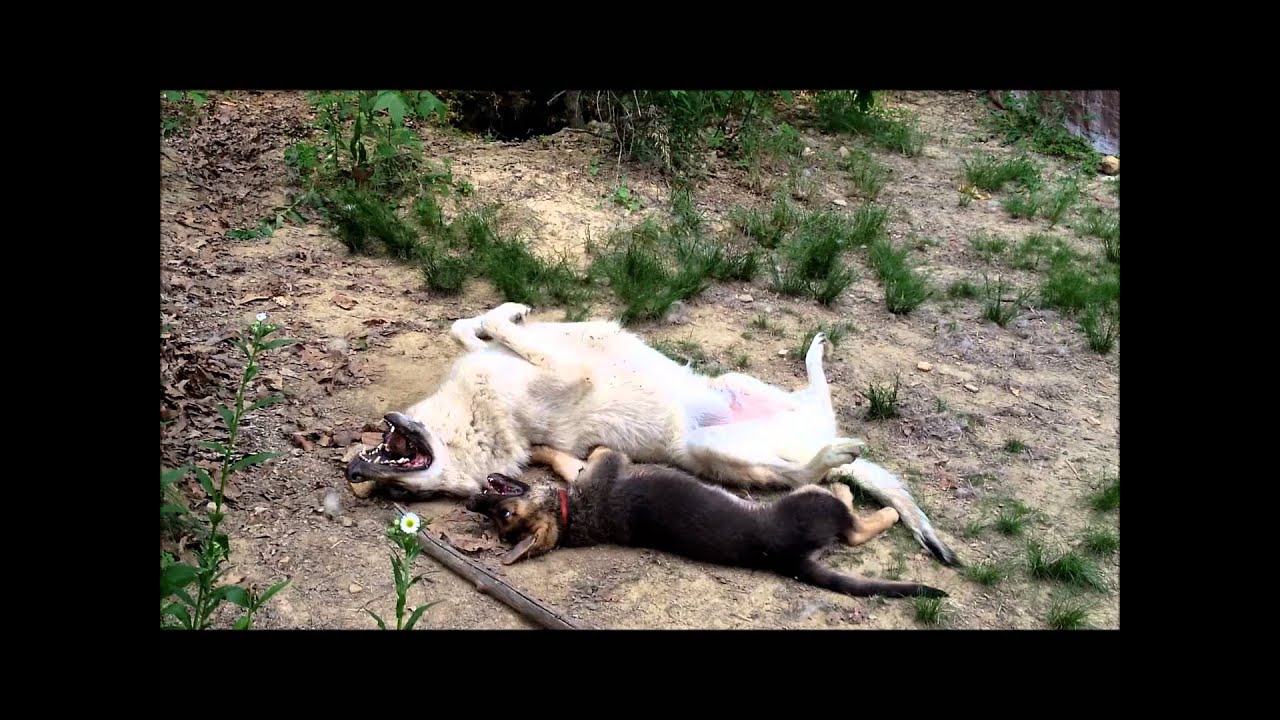 Wolf vs German Shepherd Puppy!!! - YouTube