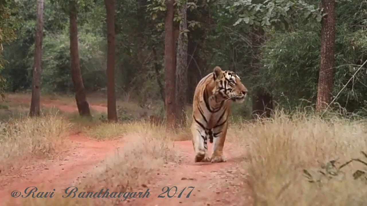 Tiger growling PannaLal Male Tiger