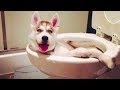 🤣 Funniest 🐶 Dogs And 😻 Cats - Try Not To Laugh  - Funny Pet Animals' Life 😇