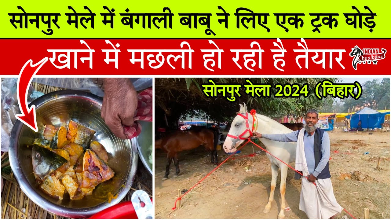सोनपुर मेले में बंगाली बाबू ने लिए एक ट्रक घोड़े खाने में मछली हो रही है तैयार 
