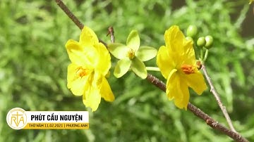 Phút Cầu Nguyện, Thứ Năm 11/02/2021: Lời Tạ Ơn
