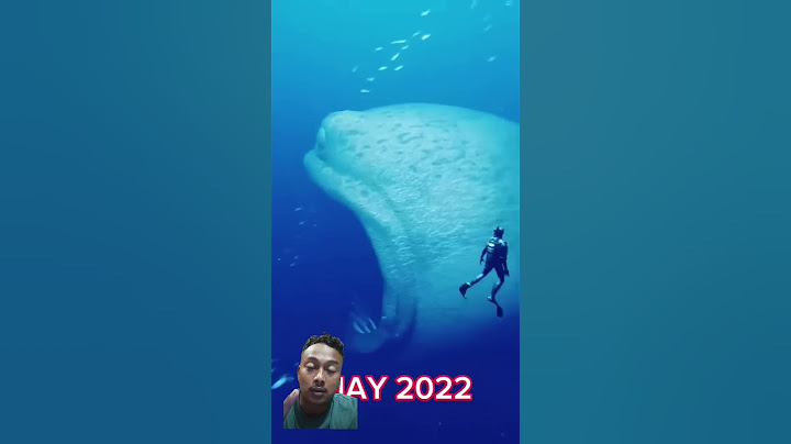 penampakan ikan terbesar di dunia?!! #shark #edit #jedagjedug #alightmotion #evolution