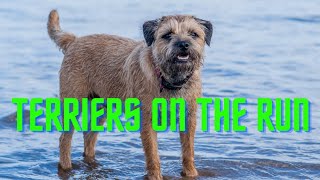 New Scenery for the Terriers to Investigate | Thorpeman | Scotties | Terriers
