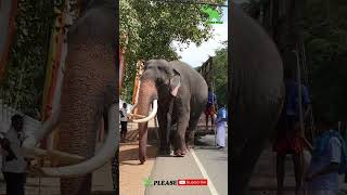 Katharagama Wasana elephant / Lanka Wild #youtubeshortsfeature