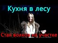 Давно мечтал об этом и вот свершилось! Мелкие волки носятся повсюду.