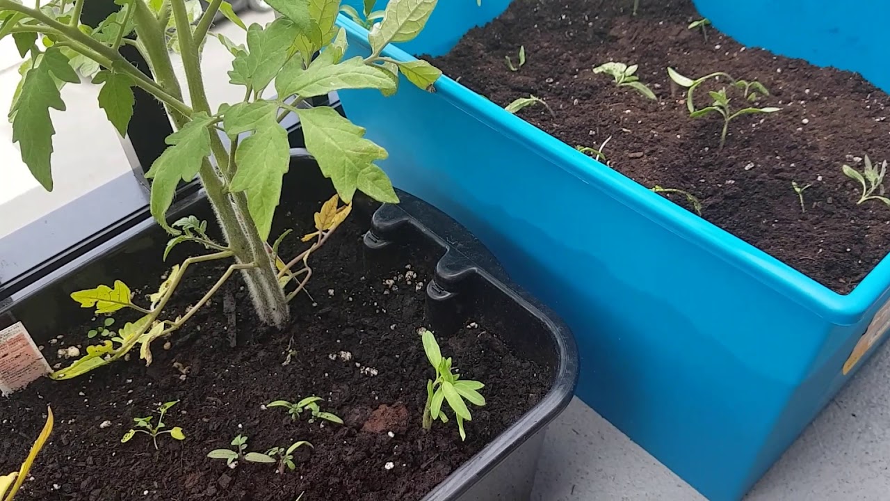 How to Plant and Grow Tomatoes on balcony YouTube