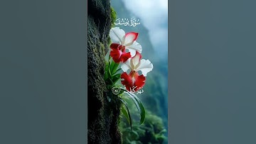 ما تيسر من سورة يوسف،  #اكسبلور #المصحف #قران_كريم #تلاوة_خاشعة #explore #islam #muslim #quran