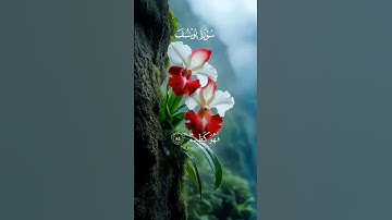 ما تيسر من سورة يوسف،  #اكسبلور #المصحف #قران_كريم #تلاوة_خاشعة #explore #islam #muslim #quran