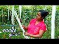 For those who do not like snake gourd. Here are some interesting recipes. .village kitchen recipe