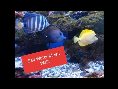 Video: Duzlu su akvariumlarında yosunların böyüməsinə səbəb nədir?