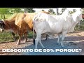 Porque descontam 50% do peso vivo na compra do boi?