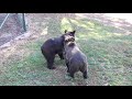 Sister bears meet for the first time