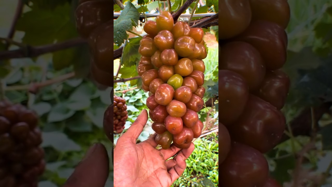 Appreciate nature's beauty! 🍊🍓🍌🍎🍇 #shorts #nature #fruit #garden #vegetables #foryou #shortvideo