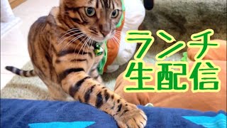 【ランチ生配信3/9】お昼休みに猫でも見て過ごしませんか？生配信