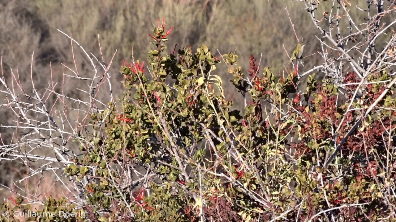 Green-backed Firecrown (Picaflor chico) - Huechuraba canal (Lado Pedro