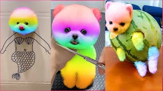 Tik Tok Chó Phốc Sóc Mini  Funny and Cute Pomeranian #144