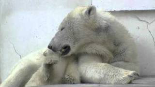 昼寝を始める親子〜Polar Bears become sleepy