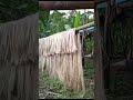 abaka #buhaybukid