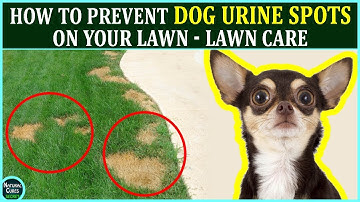 Lawn Care - How To Prevent Dog Urine Spots on Your Lawn | Natural Cures Secret