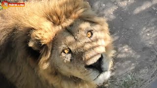 видео: Лев Малыш - чемпион по ловле мяса и ВОРОН - птица говорун! Тайган. Lion Malish is a Champion! Taigan картинка: Лев Малыш - чемпион по ловле мяса и ВОРОН - птица говорун! Тайган. Lion Malish is a Champion! Taigan