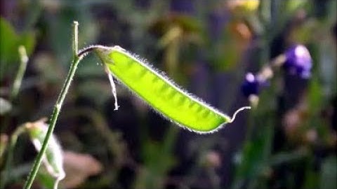 How to Save Sweet Pea Seeds