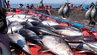 The World's Most Advanced Net Fishing Tuna Videos - Caught Hundreds Tons Giant Bluefin Tuna on Sea