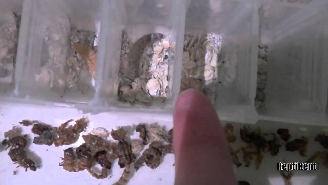 How To Breed Giant Mealworms YouTube