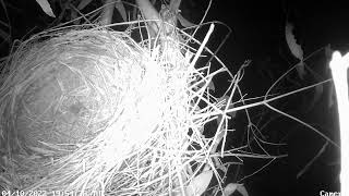 Australian Magpie Nesting screenshot 2