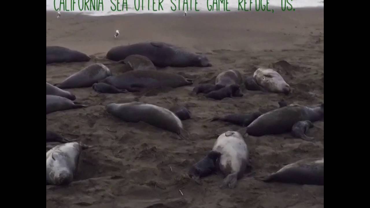 California Sea Otter Game Refuge, Monterey | DestiMap | Destinations On Map