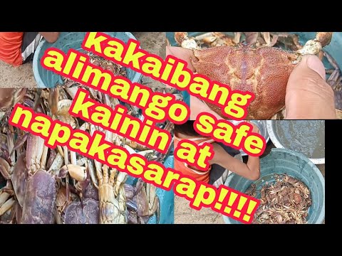 Video: Ang Mga Roll Ng Lavash Na May Iba't Ibang Mga Pagpuno: Mga Recipe Na May Mga Stick Ng Alimango, Pulang Isda, Mga Karot Sa Korea, Tinadtad Na Karne At Keso