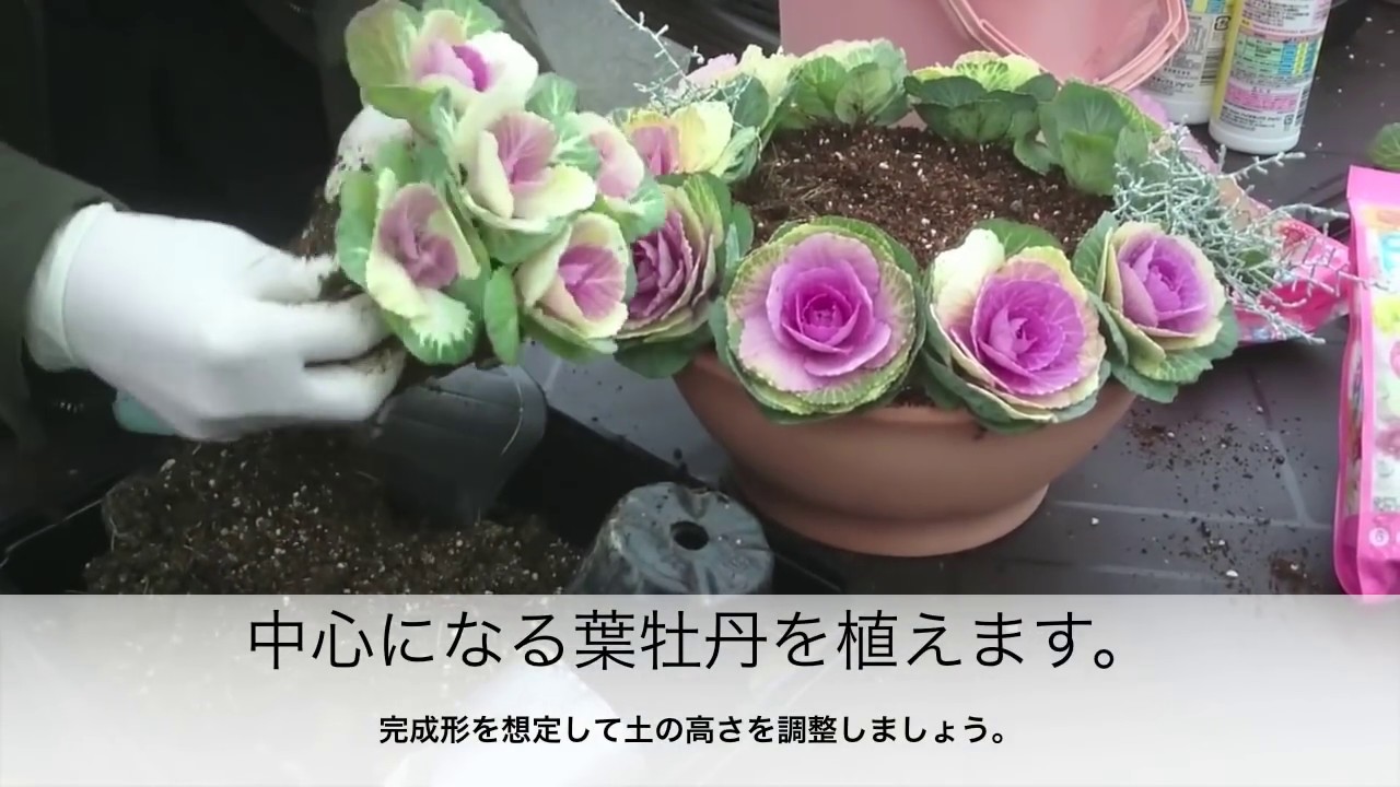 葉牡丹の寄せ植え Group Planting Ornamental Cabbage Youtube