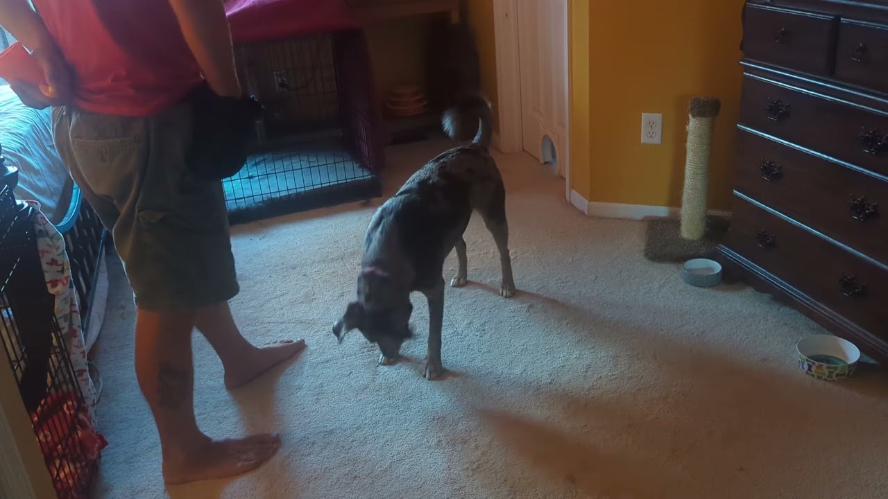 William Mason 10 Part Chain Cup Retrieve 