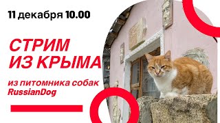 видео: СТРИМ из питомника собак РашенДог (RussianDog) картинка: СТРИМ из питомника собак РашенДог (RussianDog)