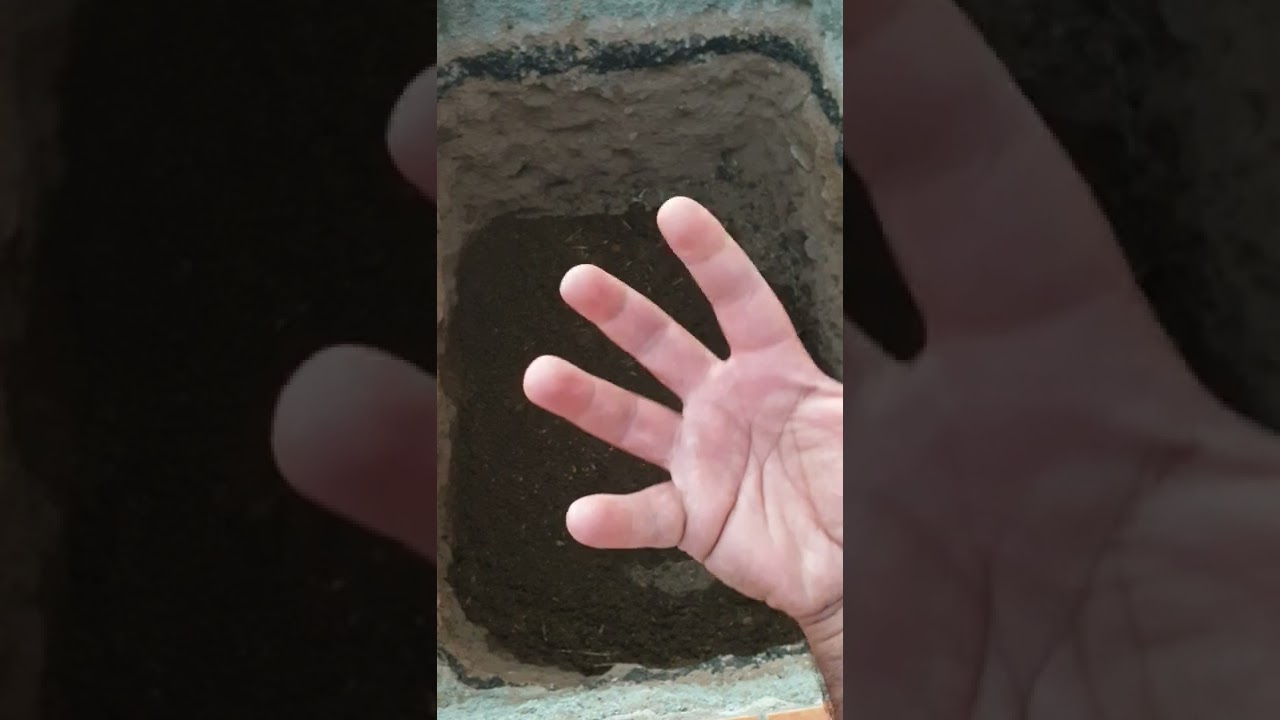 كيف تجهز الحفرة المناسبة لتحصل على شجرة مميزة ومنعشة