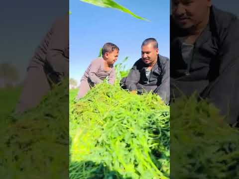 انت تفتكرني عبيط الحاج ريعو علي الصغير