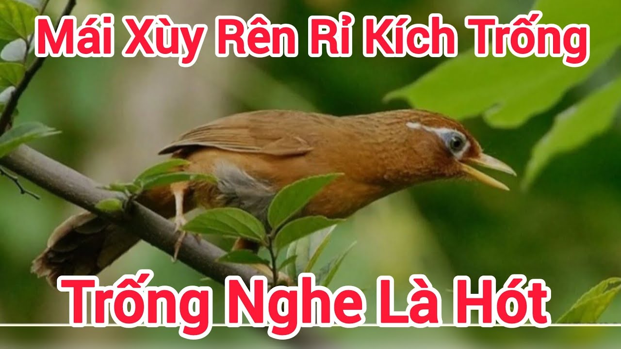 MI MÁI Xùy RÊN RỈ KÍCH TRỐNG MỘC CÂM CŨNG PHẢI HÓT 
