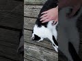 Petting my cat on a hot day