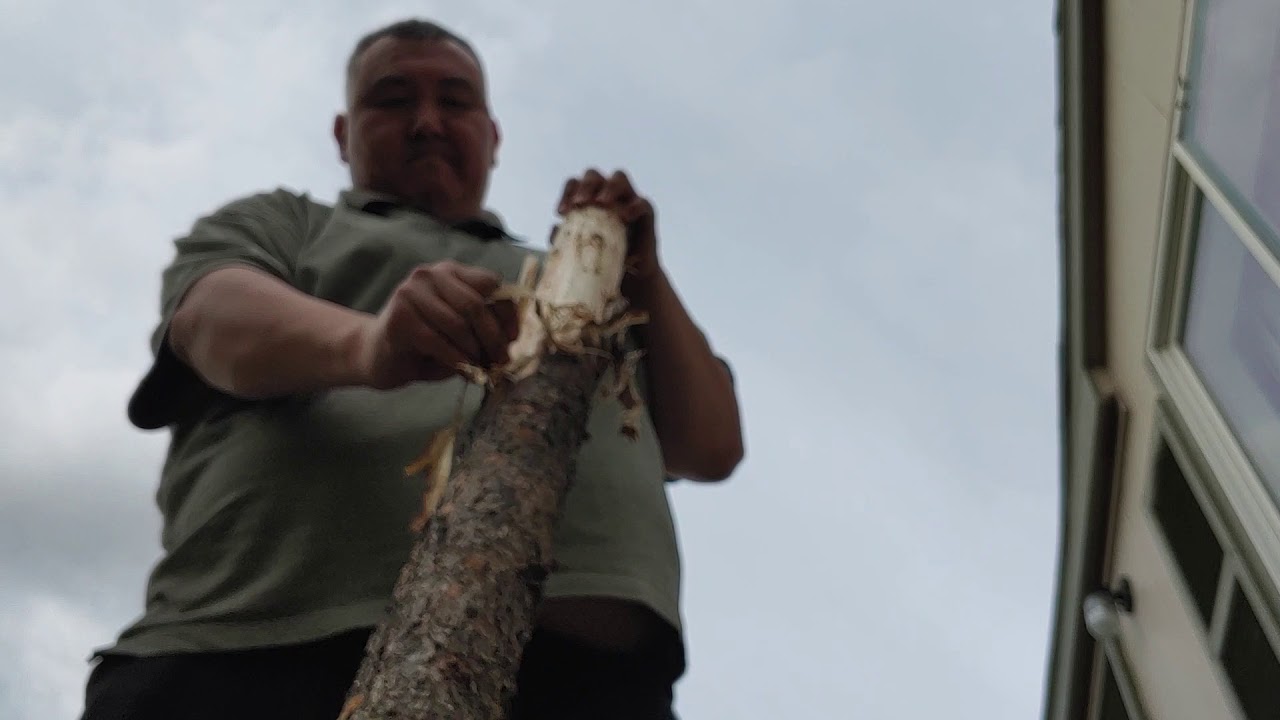 How to peel a spruce pole in Anchorage Alaska native nature YouTube