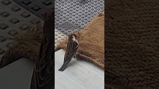 Male and Female Sparrows are Collected Soft Neste Material for their Eggs Protection in my House