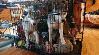 HUSKY VLOG Как приучить хаски к клетке . Работает 100 %. HUSKY VLOG Как приучить хаски к клетке . Работает 100 %.