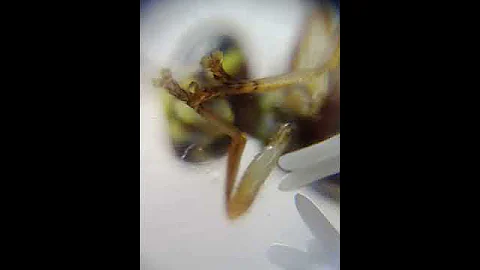 昆蟲-雙翅目-東方果實蠅-1 - 天天要聞